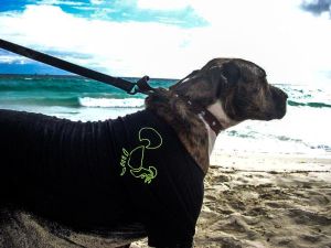 LAGALLATA Guest House - Your holiday type in Sardinia